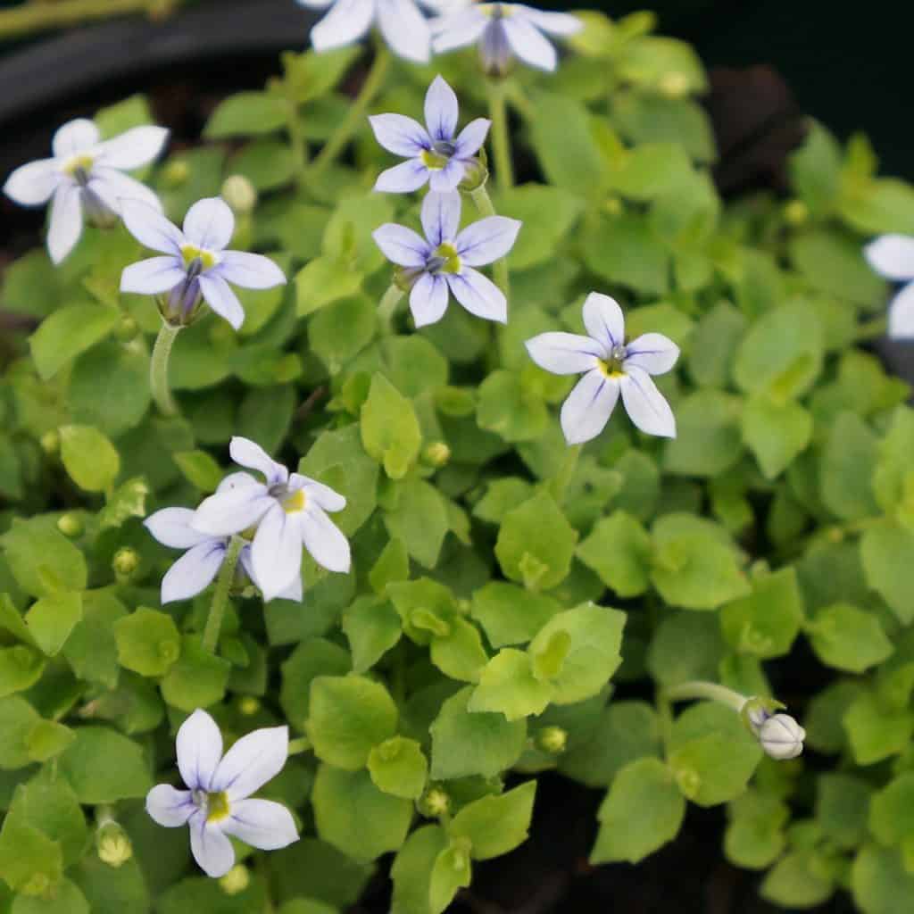 Small, star-shaped light purple flowers with five petals bloom among green, oval leaves. The plant is dense and bushy, with several flowers and buds visible.