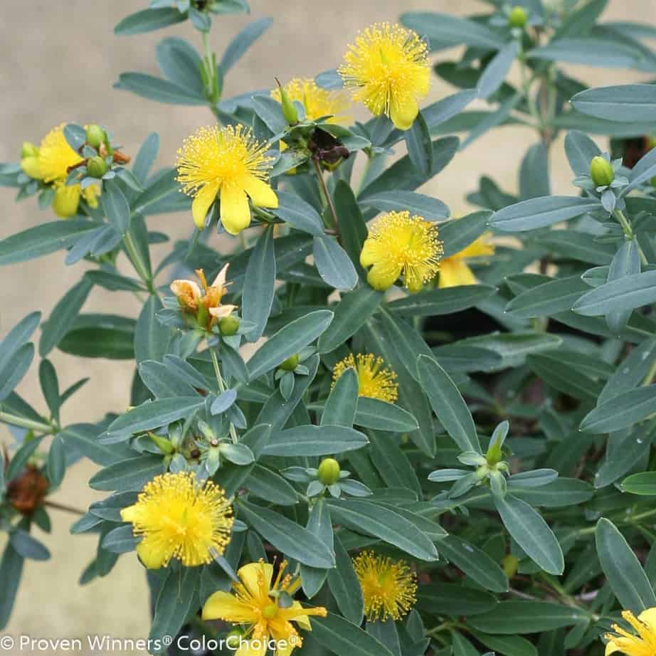 A shrub with clusters of bright yellow, star-shaped flowers featuring long, delicate stamens, surrounded by narrow green leaves. Some buds are closed while others are in full bloom.
