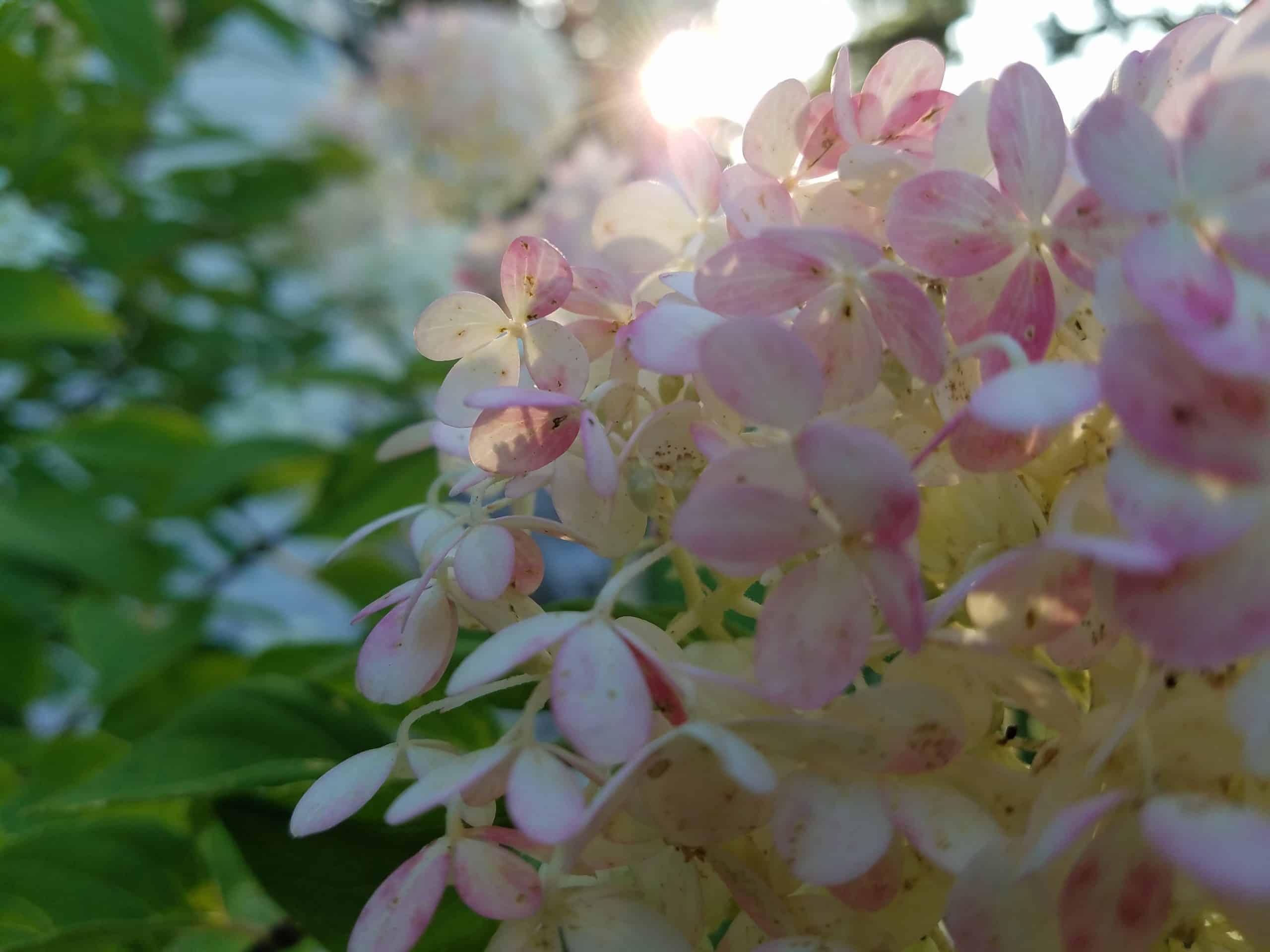 Close-up of pale pink and white hydrangea flowers in sunlight, with a soft, blurred green background and sun shining through the petals.