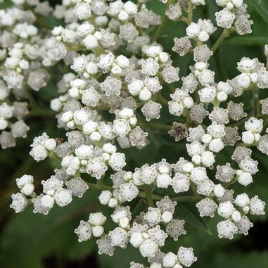 Clusters of small, white flowers with rounded petals are densely packed on green foliage, creating a delicate, lace-like appearance.
