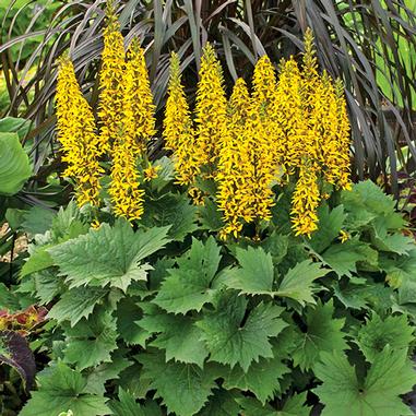 A cluster of tall, yellow spiky flowers with dense green leaves at the base, set against darker, grass-like foliage and surrounded by other leafy plants.