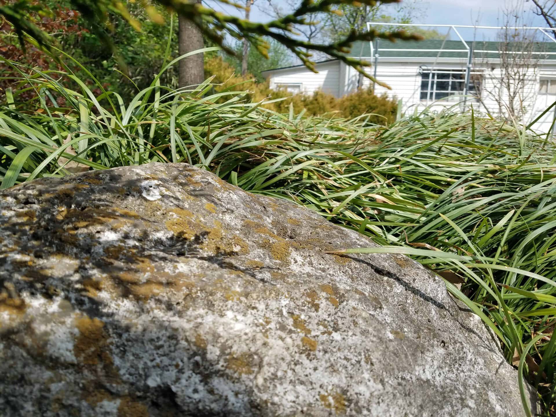 A large gray boulder with patches of moss sits in front of tall grass, with a white greenhouse building visible in the background under a partly cloudy sky.