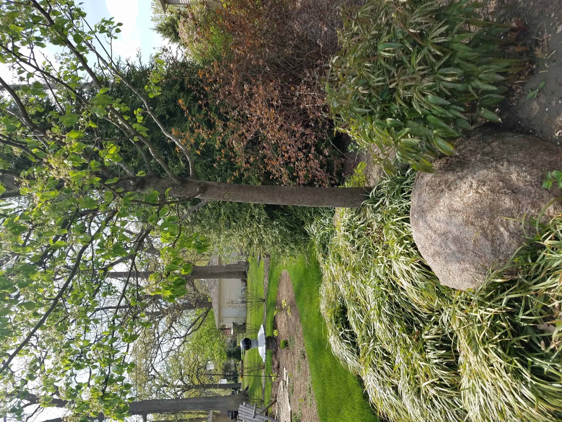 A large rock sits among green grass and bushes in a garden, with tall trees in the background and a small structure visible off to the left.
