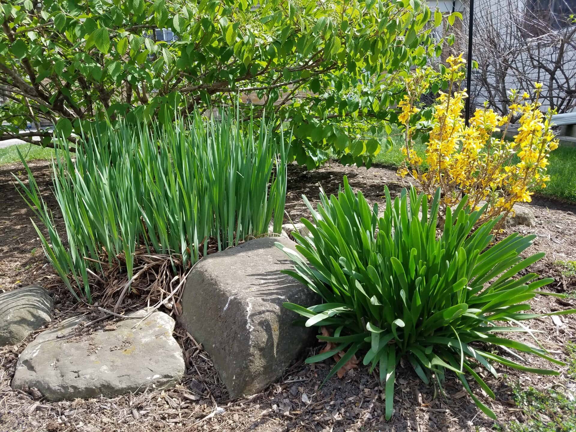 A garden with green leafy plants, yellow flowers, and large rocks, with a leafy shrub and part of a house visible in the background on a sunny day.