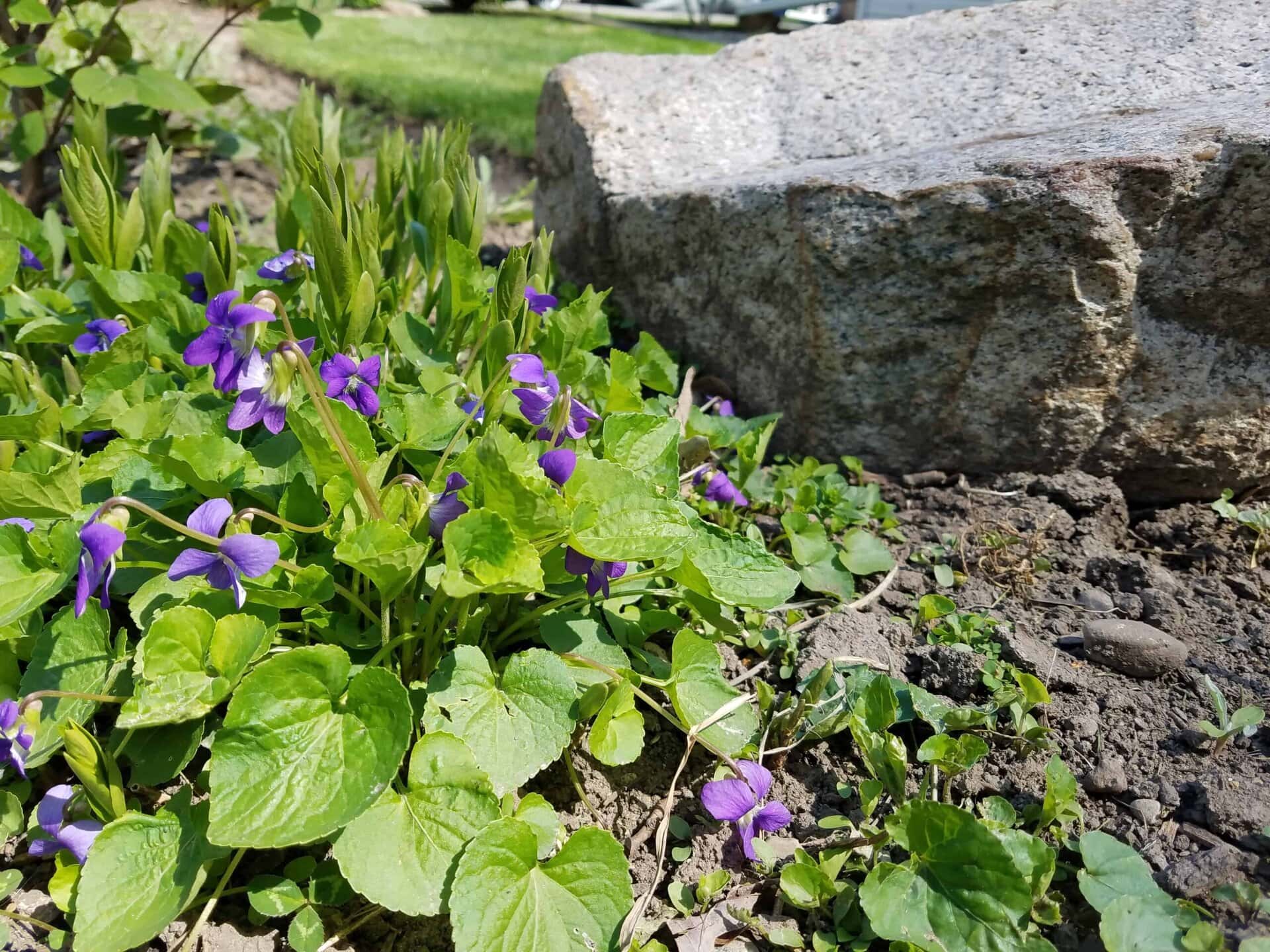 Small purple flowers and green leaves grow near a large gray rock in a sunlit garden. The soil is visible, and more green plants emerge in the background.