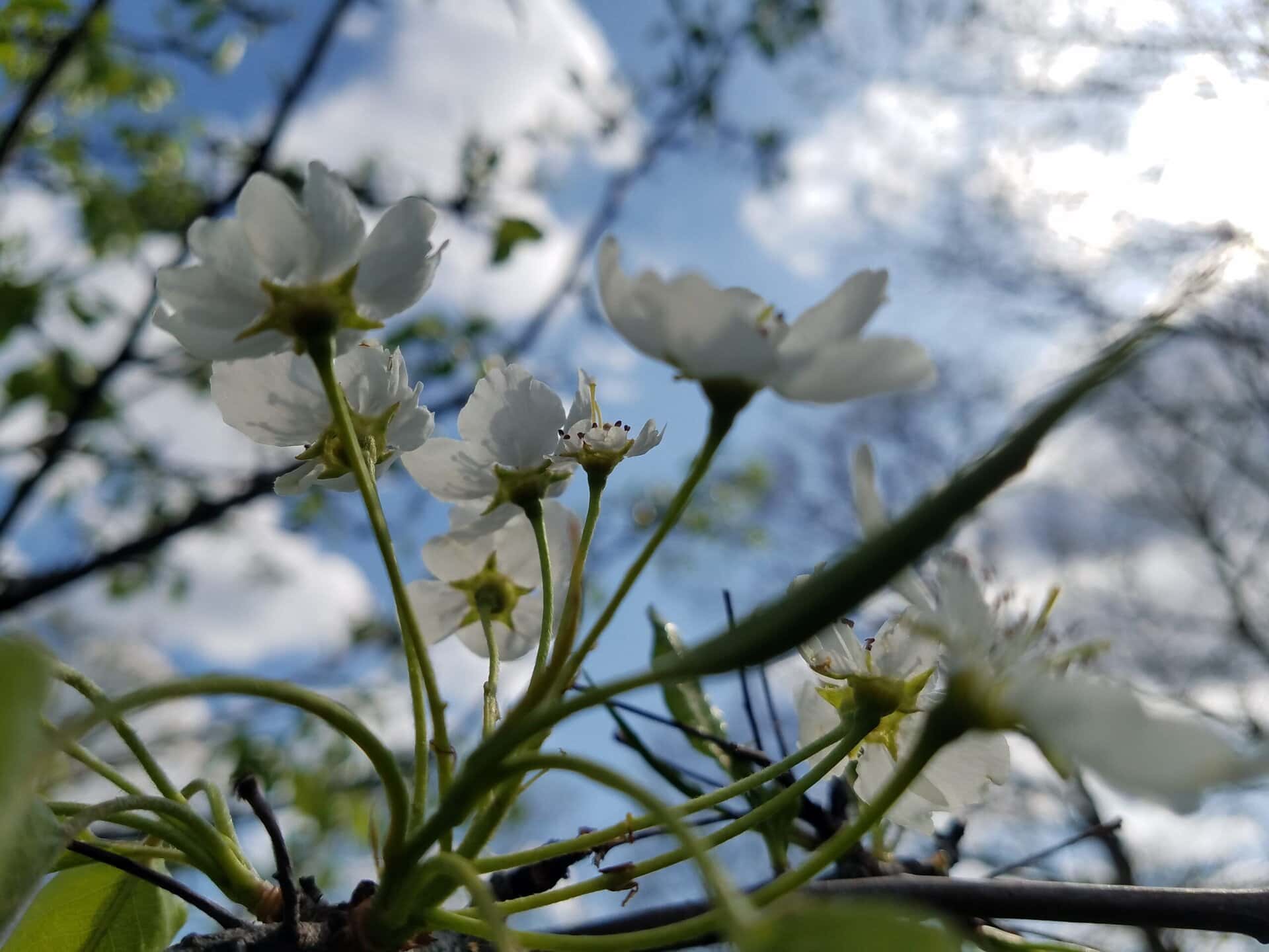 White blossoms are seen from below against a bright blue sky with clouds, branches, and green leaves blurred in the background. Sunlight shines through the petals and foliage.