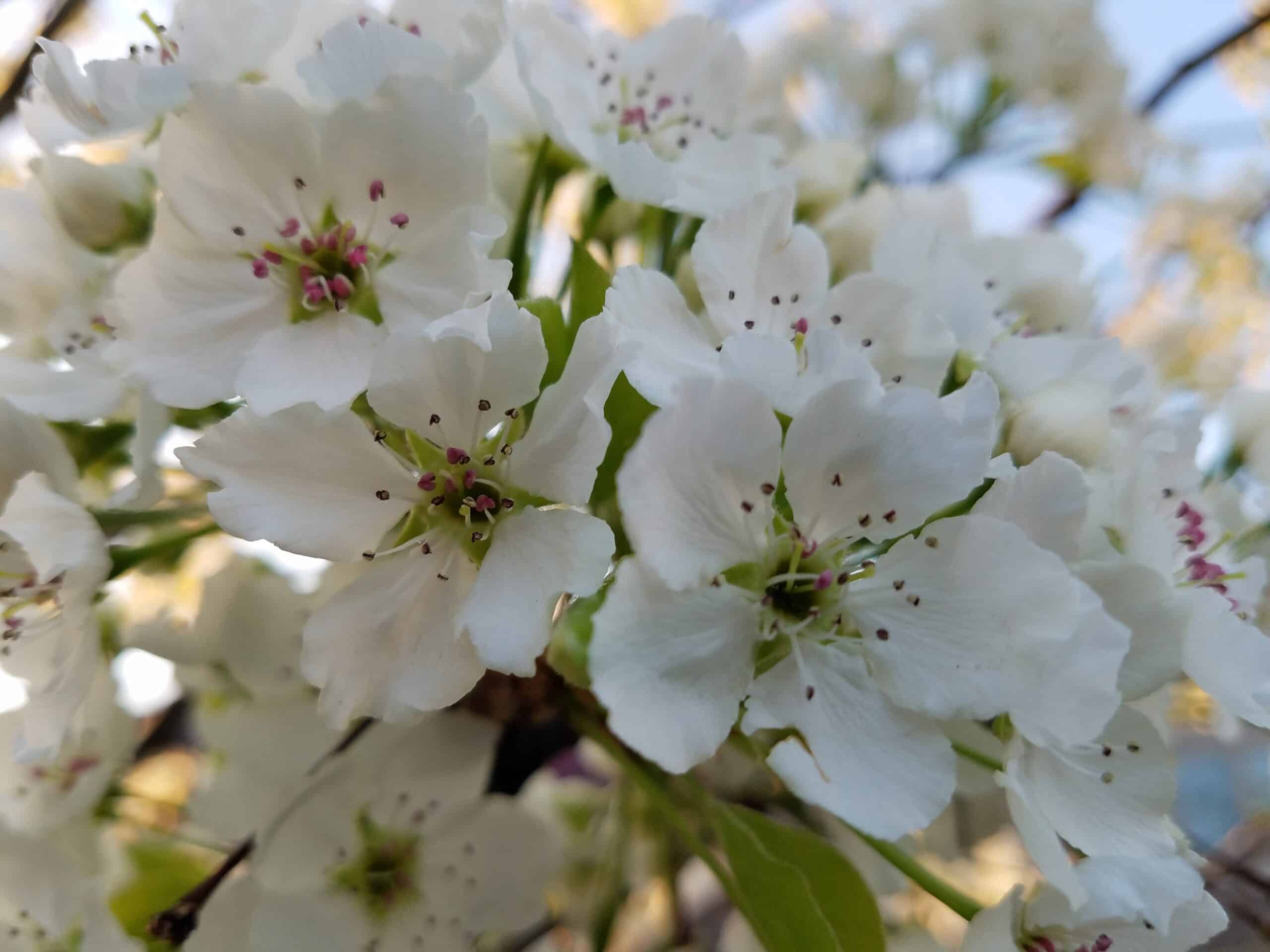 Close-up of white blossoms with delicate petals and small pink and green stamens, surrounded by green leaves and softly blurred background.
