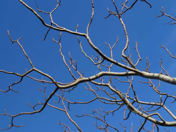 Bare tree branches stretch across a clear, bright blue sky. The tangled limbs create an intricate pattern, suggesting winter or early spring when no leaves are present.