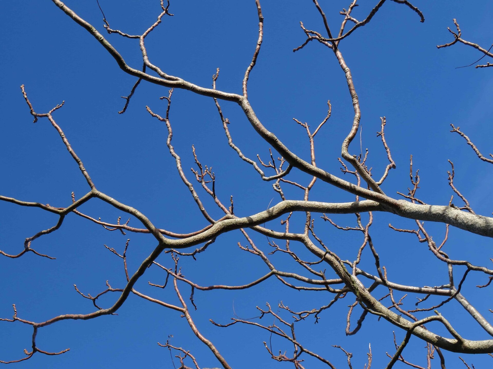 Bare tree branches stretch across a clear, bright blue sky. The tangled limbs create an intricate pattern, suggesting winter or early spring when no leaves are present.