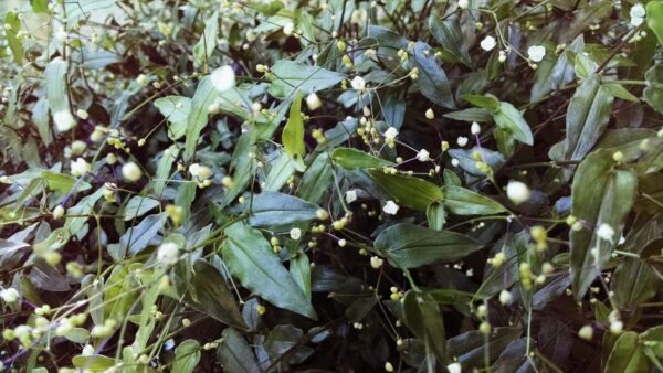 Green leafy plants with small white buds and flowers scattered throughout the foliage, creating a dense, natural texture.
