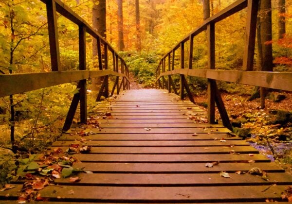 A wooden footbridge covered with scattered autumn leaves crosses through a forest filled with trees displaying vibrant fall colors in yellow, orange, and brown hues.