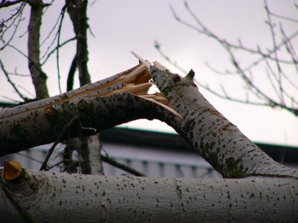 A tree branch has snapped and broken, hanging at an angle with jagged wood exposed. Leafless branches and a blurred building appear in the background under an overcast sky.