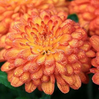 Close-up of an orange chrysanthemum flower with dew drops on its petals, surrounded by green leaves and other similar flowers in the background.