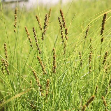 Close-up of tall green grass with brown seed heads swaying in the sunlight, creating a natural and vibrant outdoor scene.