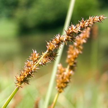 Close-up of two brown, spiky sedge seed heads growing on green stems, with a blurred natural background of greenery and water.