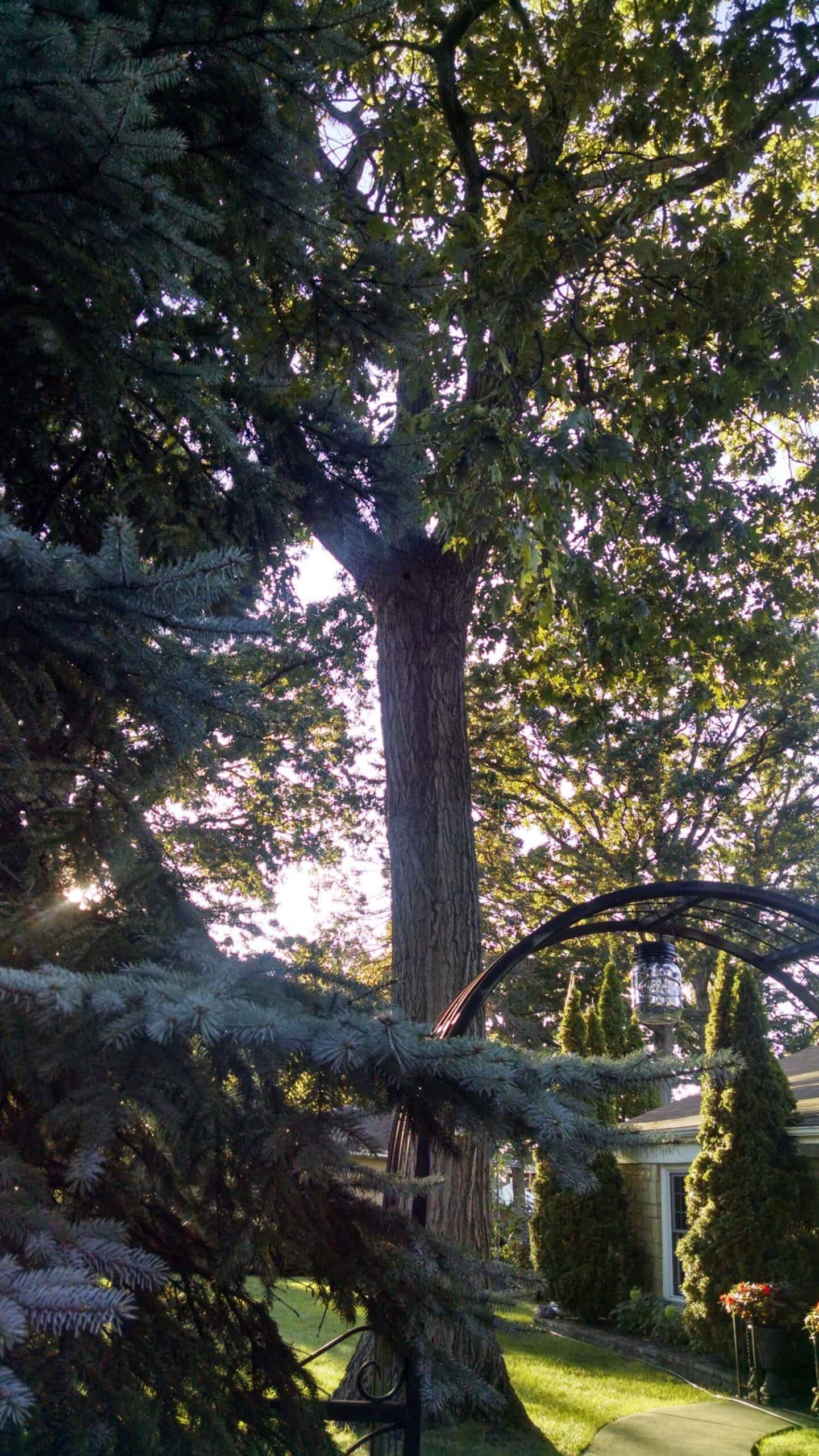 A large tree stands in a sunlit yard with a house nearby, evergreens, and a metal arch with a hanging lantern in the foreground.