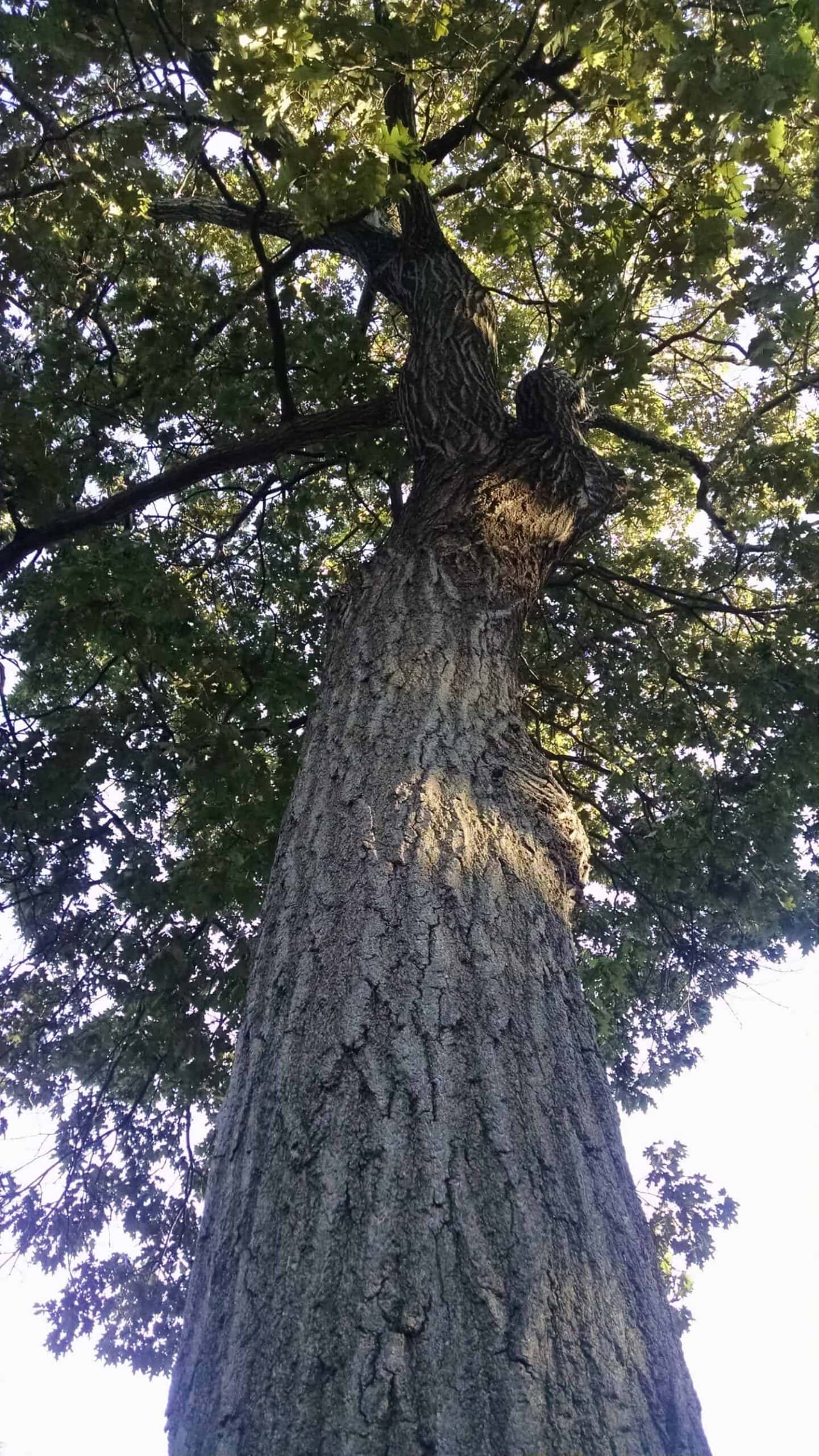 Photo of a tall tree viewed from the base, looking up the rough, textured trunk toward spreading branches and dense green leaves against a bright sky.