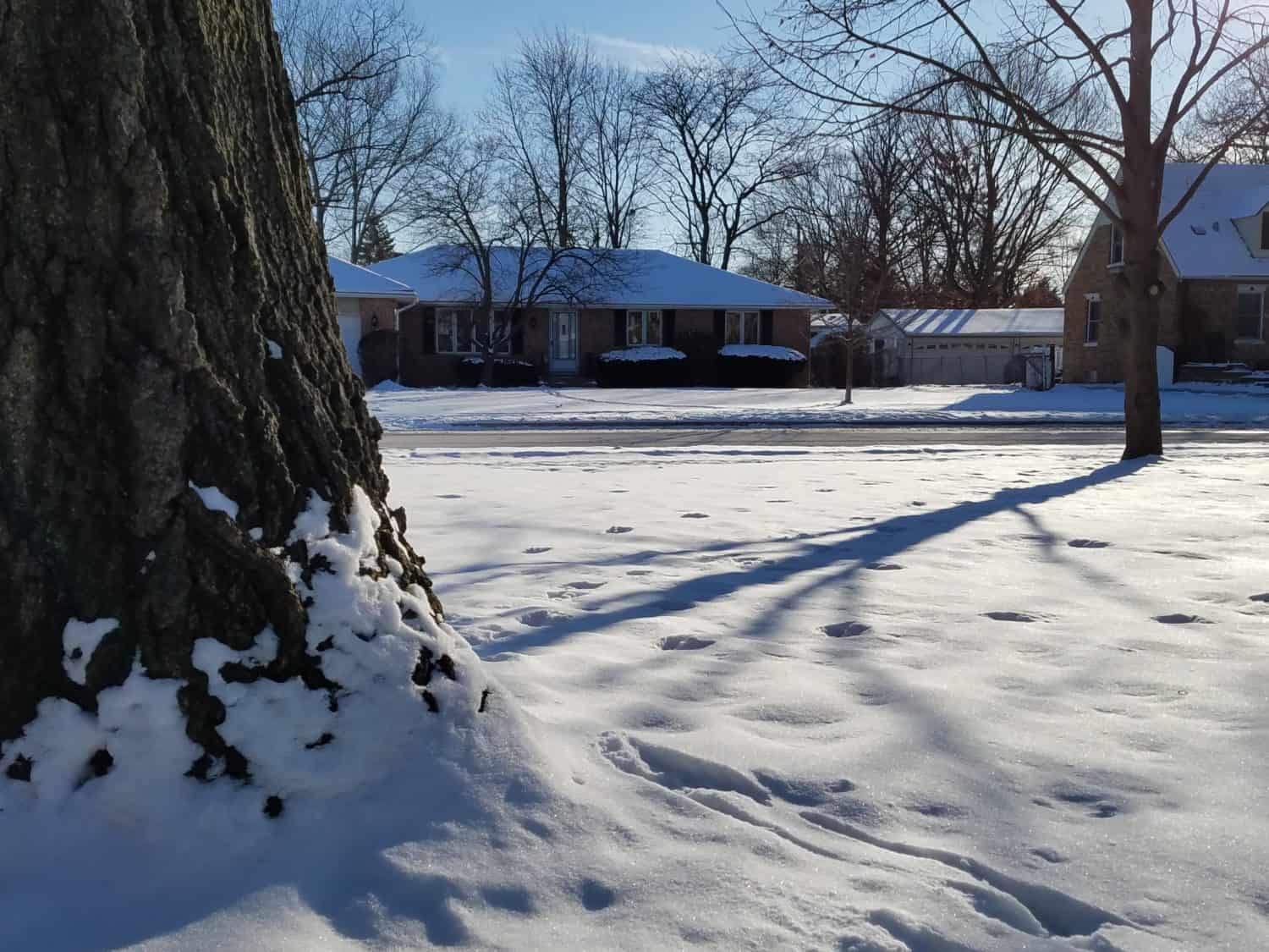 A snow-covered yard with footprints, tree bark in the foreground, houses and leafless trees in the background under a clear blue sky.