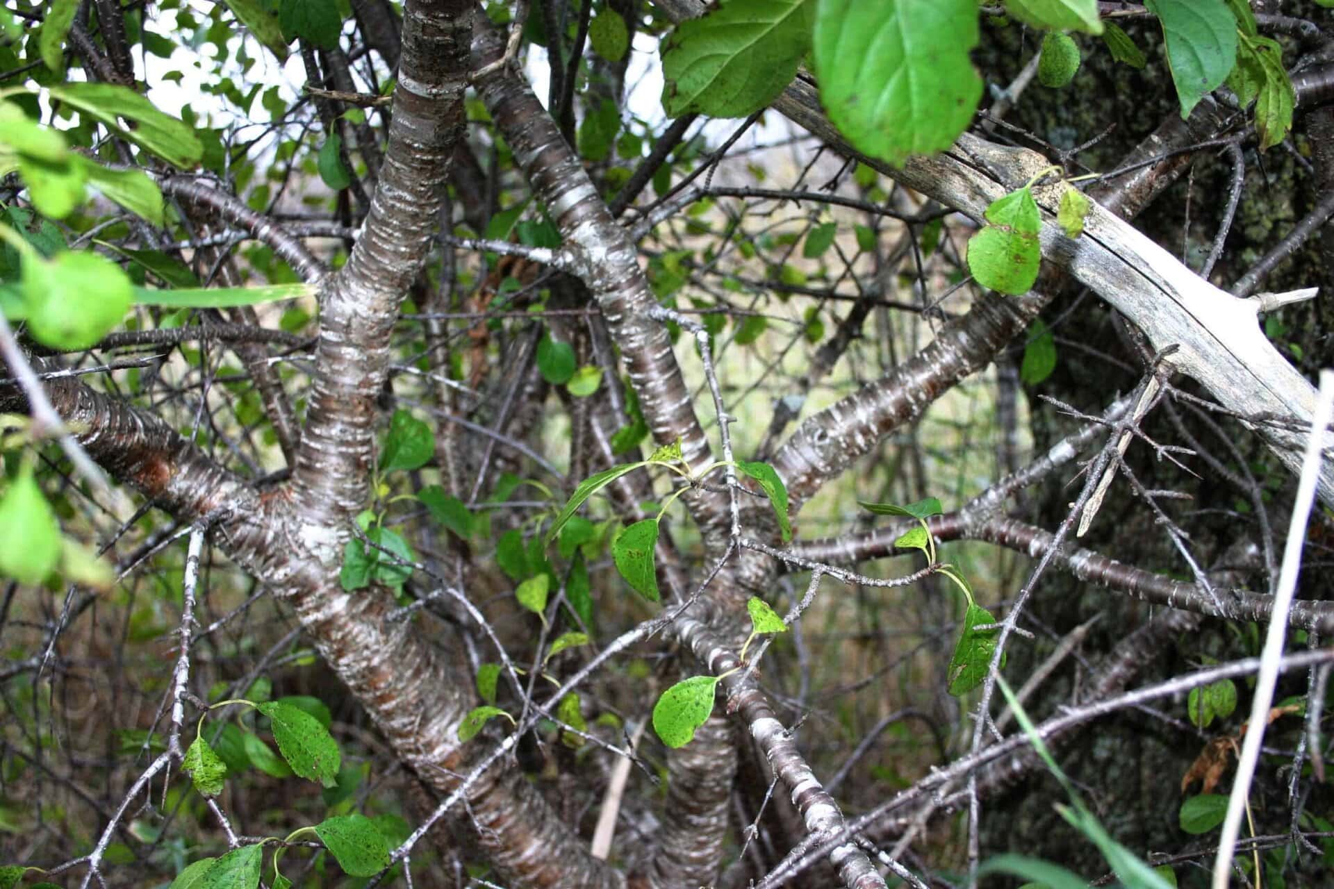 Several intertwined tree branches with rough, textured bark and small green leaves fill the frame, creating a dense and tangled natural scene.