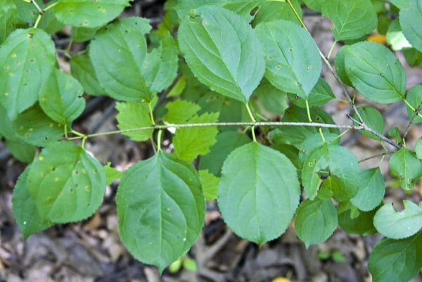 Green leaves with serrated edges grow alternately along a thin stem; some leaves have small brown spots. The background shows brownish soil and scattered dry leaves.