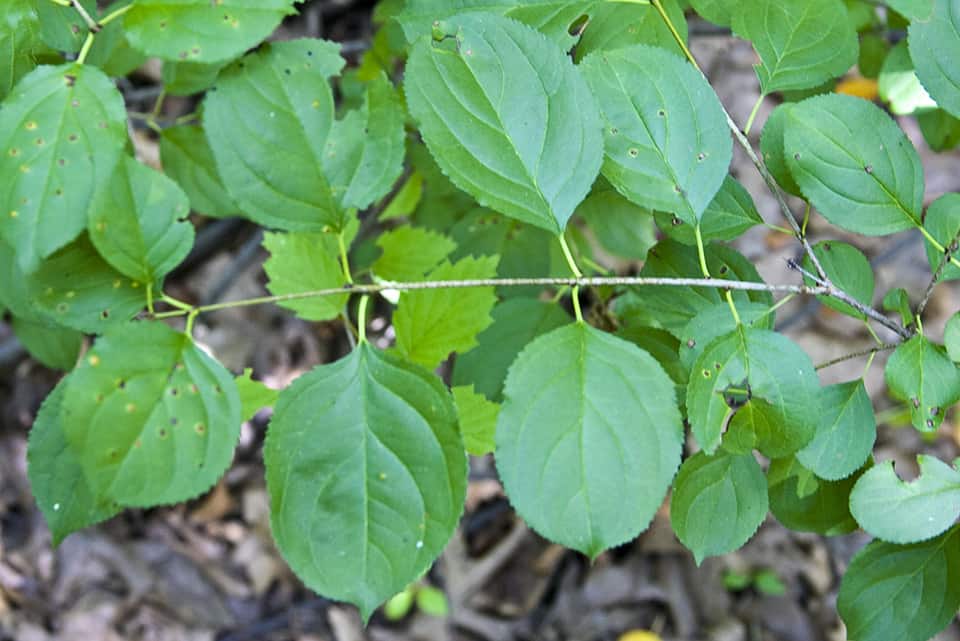 Green leaves with serrated edges grow alternately along a thin stem; some leaves have small brown spots. The background shows brownish soil and scattered dry leaves.