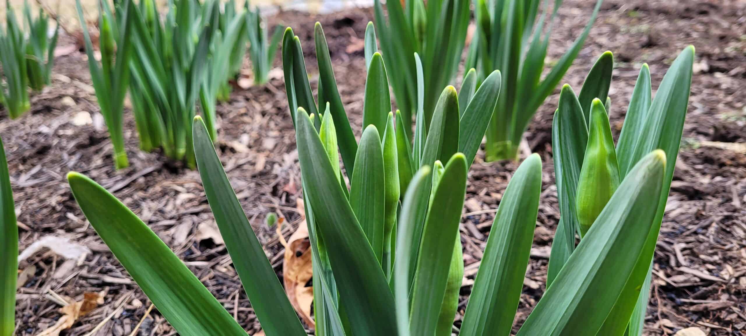 Green shoots of plants emerging from brown mulch in a garden bed, suggesting early spring growth. The leaves are upright and pointed, with a blurred background showing more shoots and some fallen leaves.