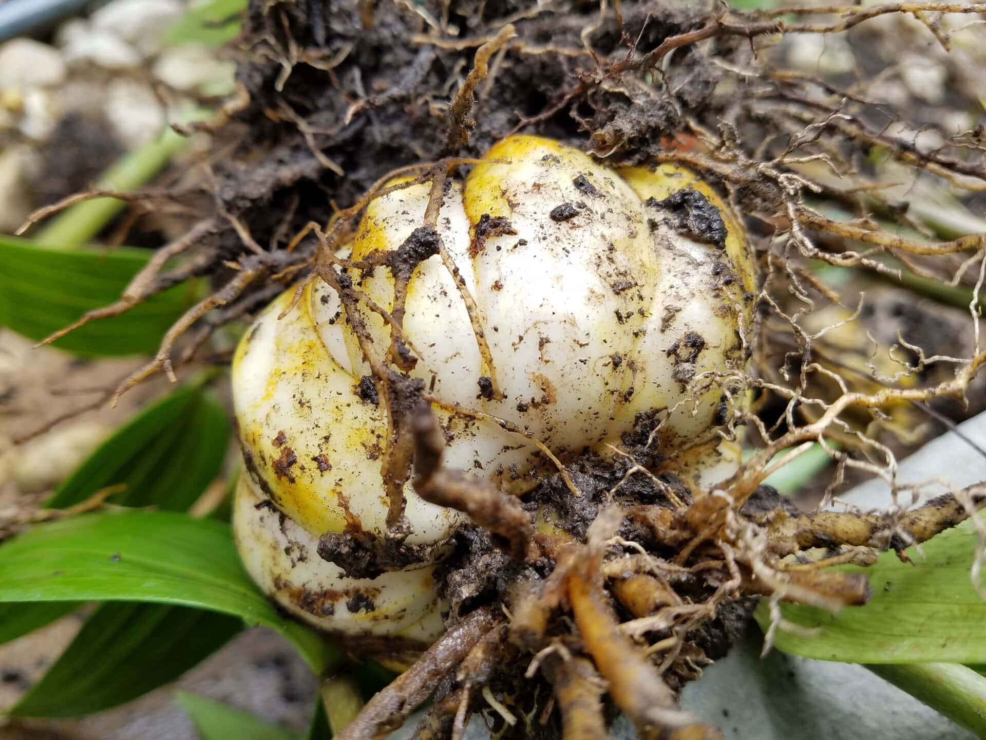 A close-up of a freshly unearthed plant rhizome with tangled roots, soil, and green leaves visible.