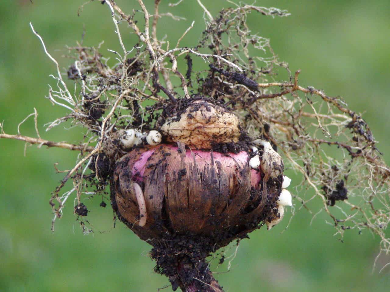 A close-up of a flower bulb with soil and tangled roots attached, showing pink and brown hues, against a blurred green background.