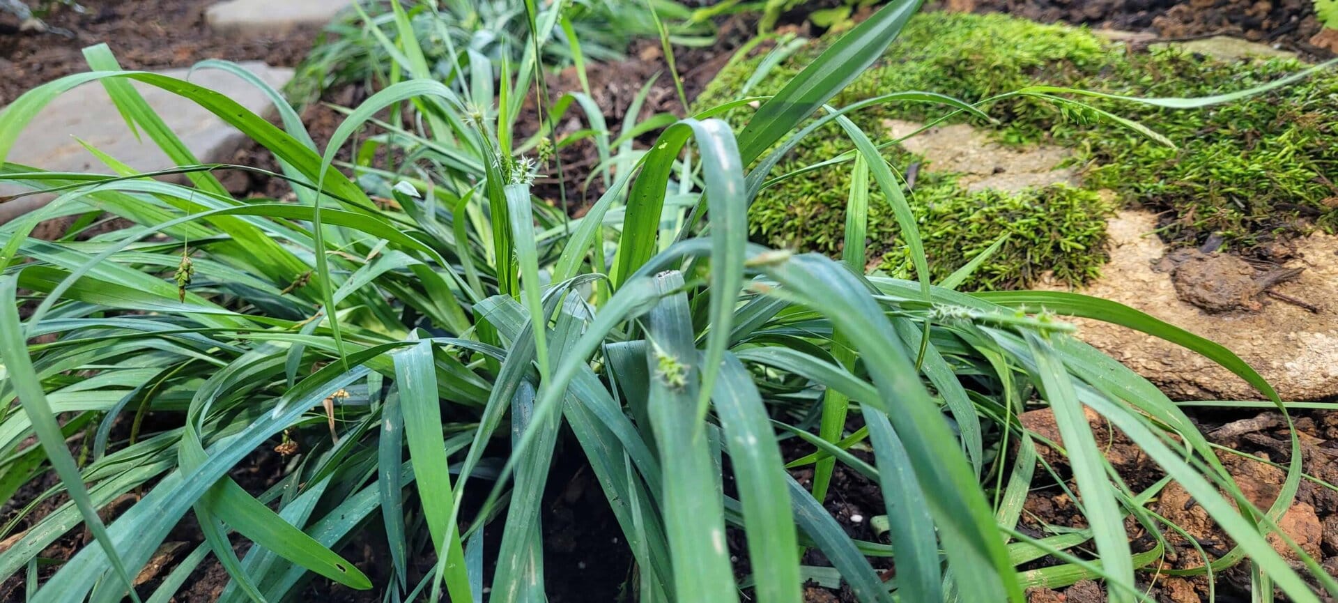 A close-up of a green, grass-like plant with long, narrow leaves growing in soil, next to moss-covered rocks in a garden setting.