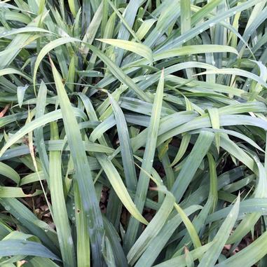Long, narrow green leaves of a plant overlap and grow densely, creating a thick, grassy appearance. Some leaves are slightly yellowed at the tips, and brown ground is visible beneath the foliage.