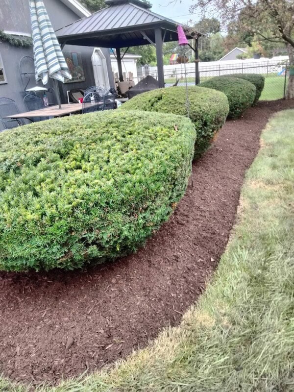 Three neatly trimmed evergreen bushes line a freshly mulched garden bed beside a patio with chairs and a gazebo. A grassy lawn borders the mulched area.