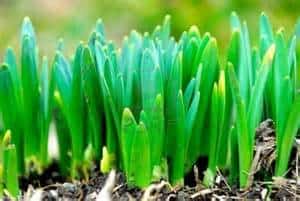 Bright green shoots of plants emerging from the soil, signaling early spring growth, with blurred greenery in the background.