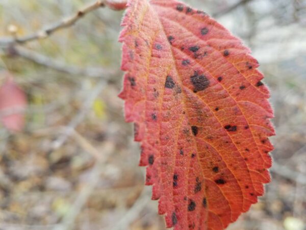 A close-up of a single red leaf with jagged edges and dark spots, attached to a thin branch. The background is blurred with earthy tones.
