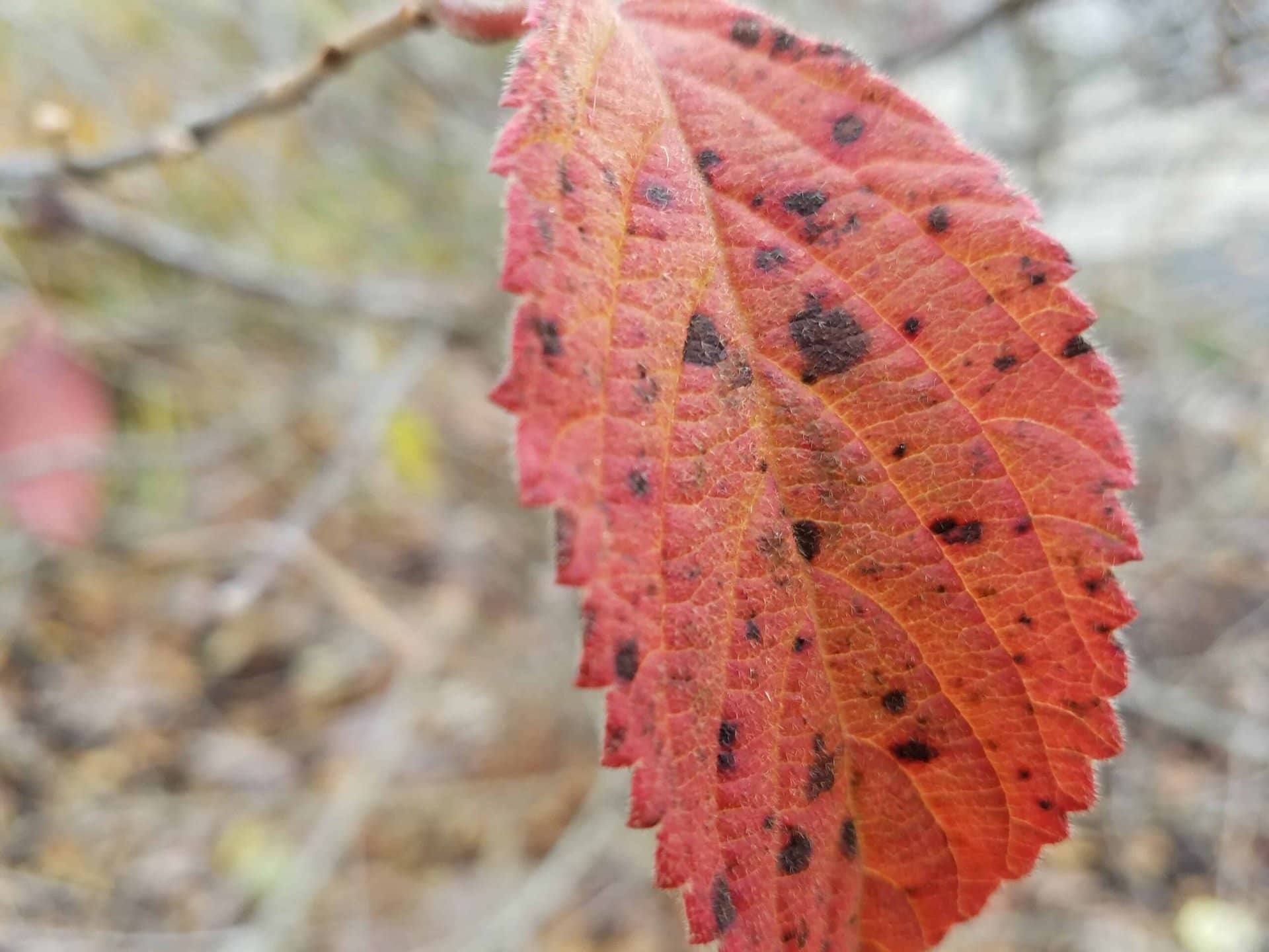 A close-up of a single red leaf with jagged edges and dark spots, attached to a thin branch. The background is blurred with earthy tones.