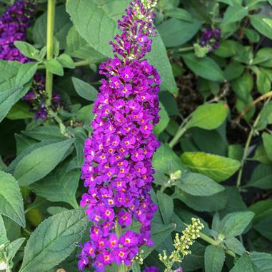 A close-up of a vibrant purple flower cluster, surrounded by green leaves. The small flowers form a cone shape on a single stem.