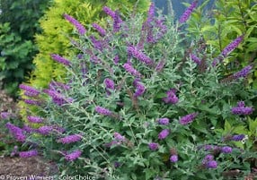A bush with narrow green leaves and clusters of small purple flowers blooms in a garden, surrounded by other green foliage.