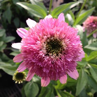 Close-up of a vibrant pink, double-flowered coneflower, showing dense, layered petals and a small green center, with green leaves and another bud in the blurred background.