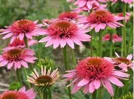 Several pink coneflowers with spiky orange centers bloom on green stems in a garden, surrounded by blurred greenery in the background.