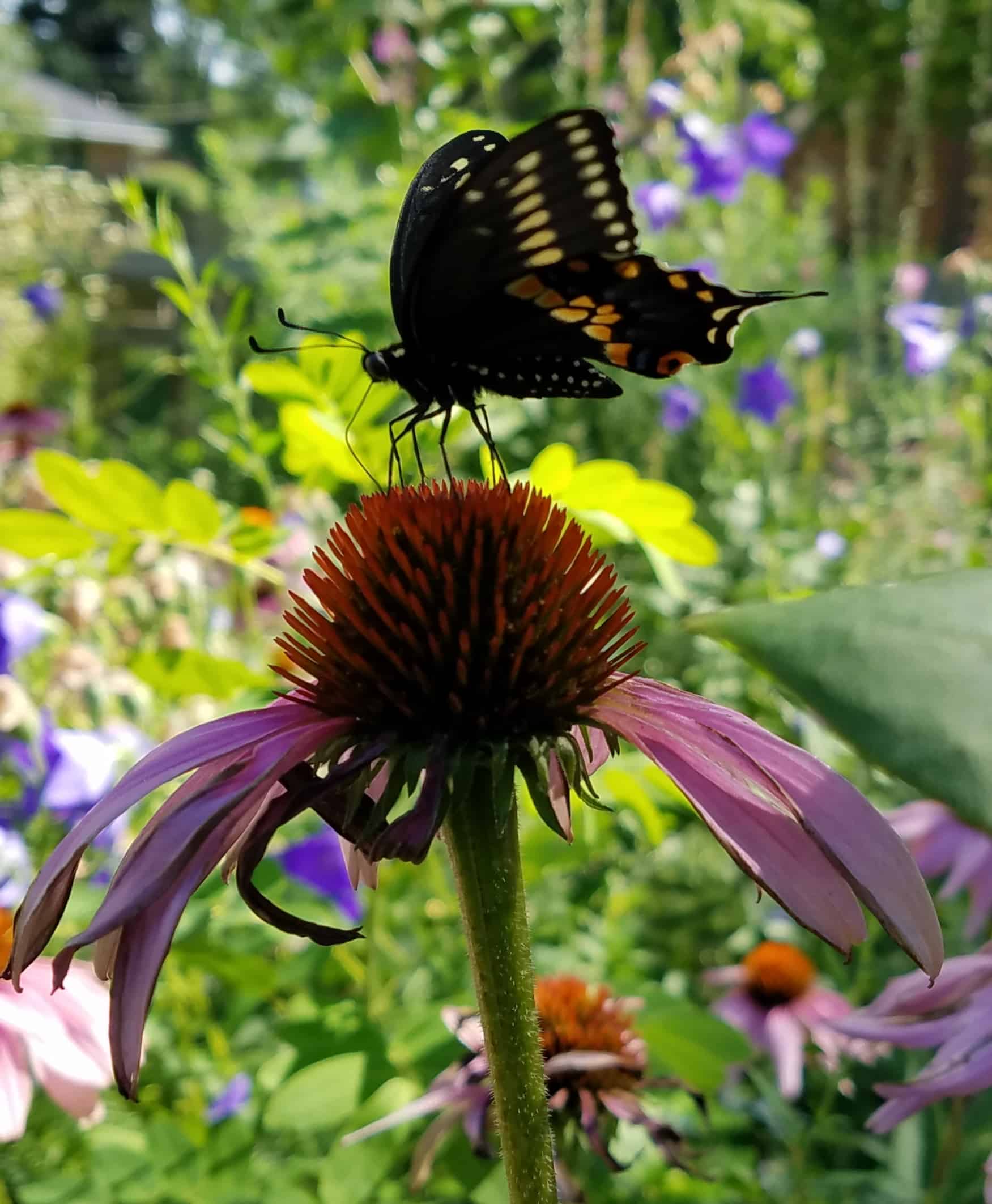 A black butterfly with orange and blue spots rests on a purple coneflower. The background is filled with green foliage and blurred purple flowers.