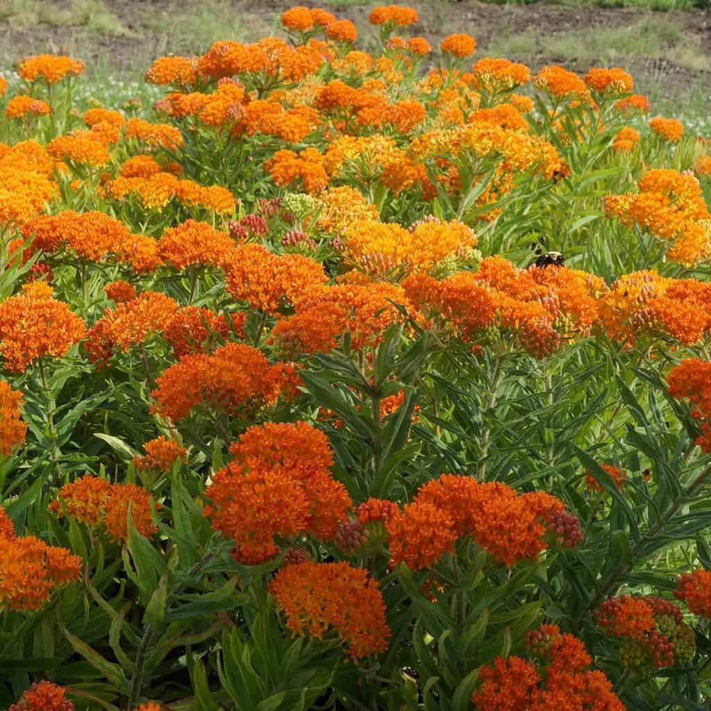A cluster of vibrant orange butterfly milkweed flowers blooms in a field with green stems and leaves, set against a blurred natural background.