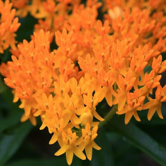 Cluster of bright orange butterfly milkweed flowers with pointed petals, blooming against a background of green leaves.