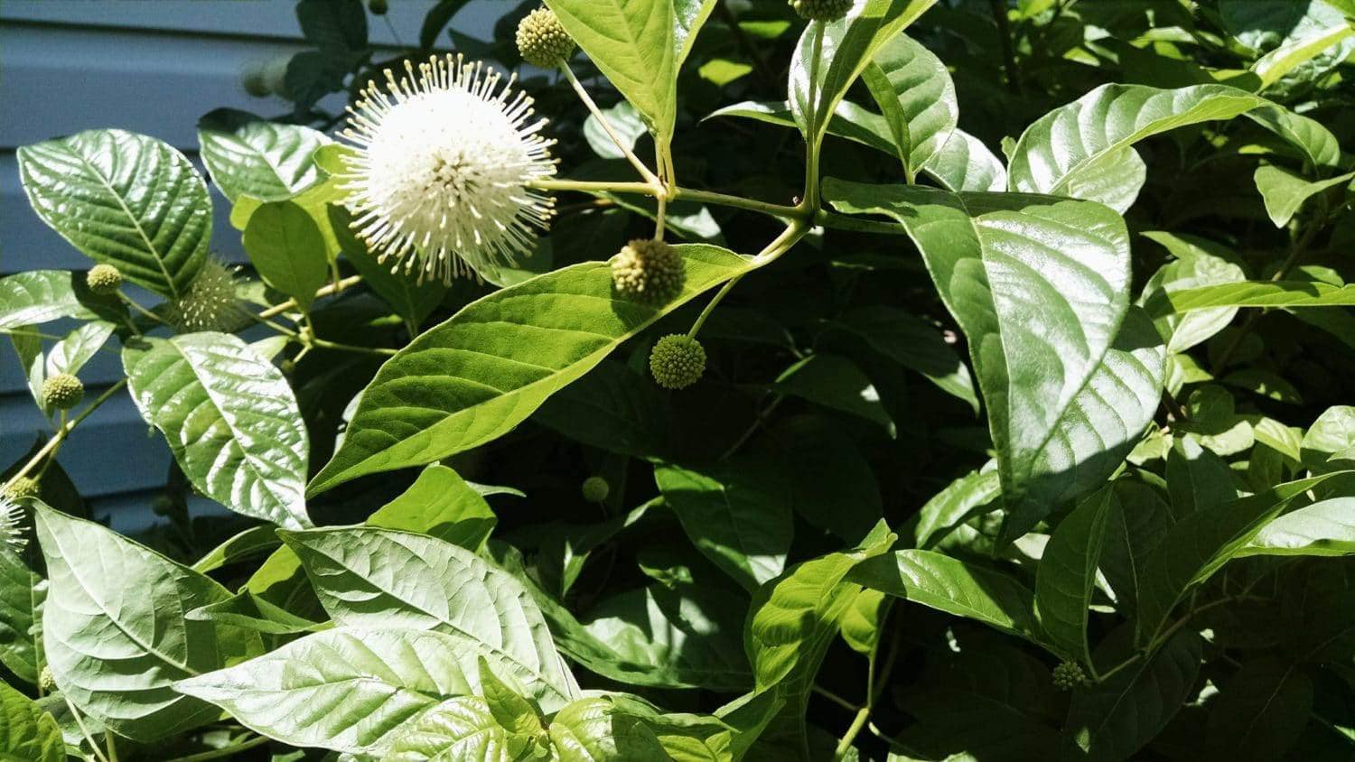 Bright green leaves with spherical, spiky white flowers and round buds are shown in sunlight. The plant is dense and healthy, with a white building partially visible in the background.