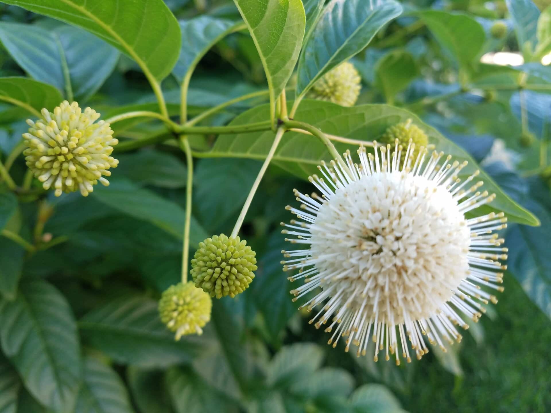 Close-up of a white spherical flower with many thin protrusions, surrounded by green leaves and several smaller green spherical buds. The background is filled with lush green foliage.