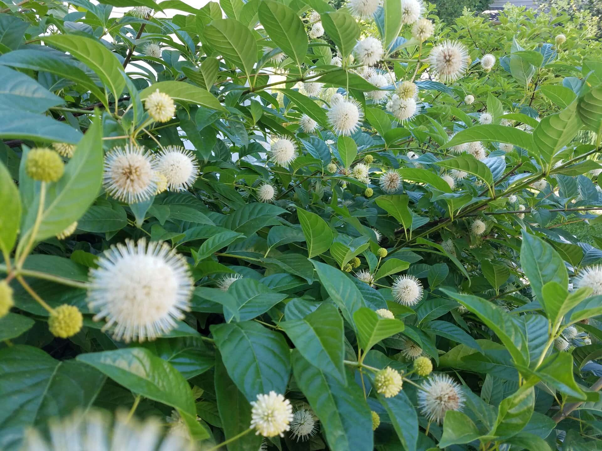 Green bush with glossy leaves and round, spiky white flowers scattered throughout. Some flower buds are yellow. The background is filled with more green foliage.