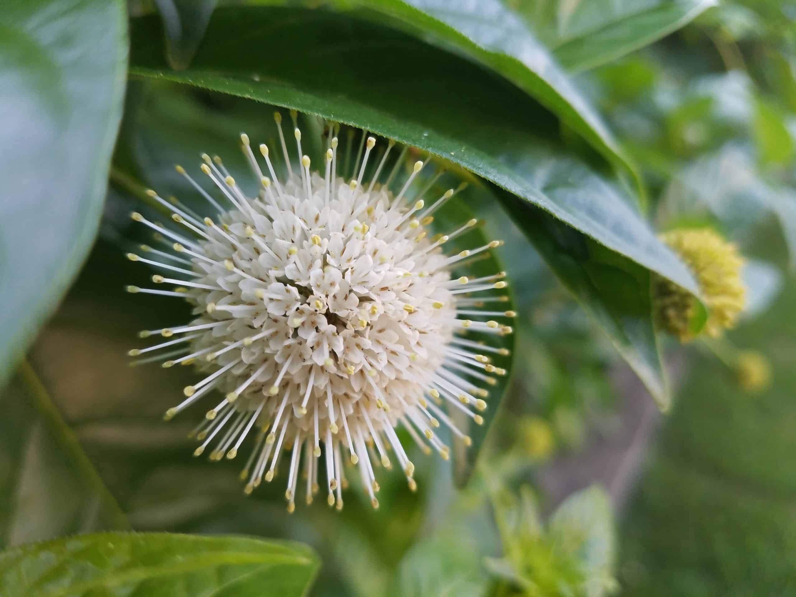 Close-up of a round, spiky white flower with yellow tips on a green leafy plant. Another similar flower is blurred in the background.
