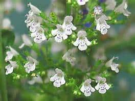Small white flowers with purple spots grow in clusters on green stems, set against a blurred green background.