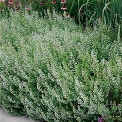 A dense bush of oregano grows in a garden bed, with small green leaves and tiny white flowers. Other plants and flowers are visible in the background.