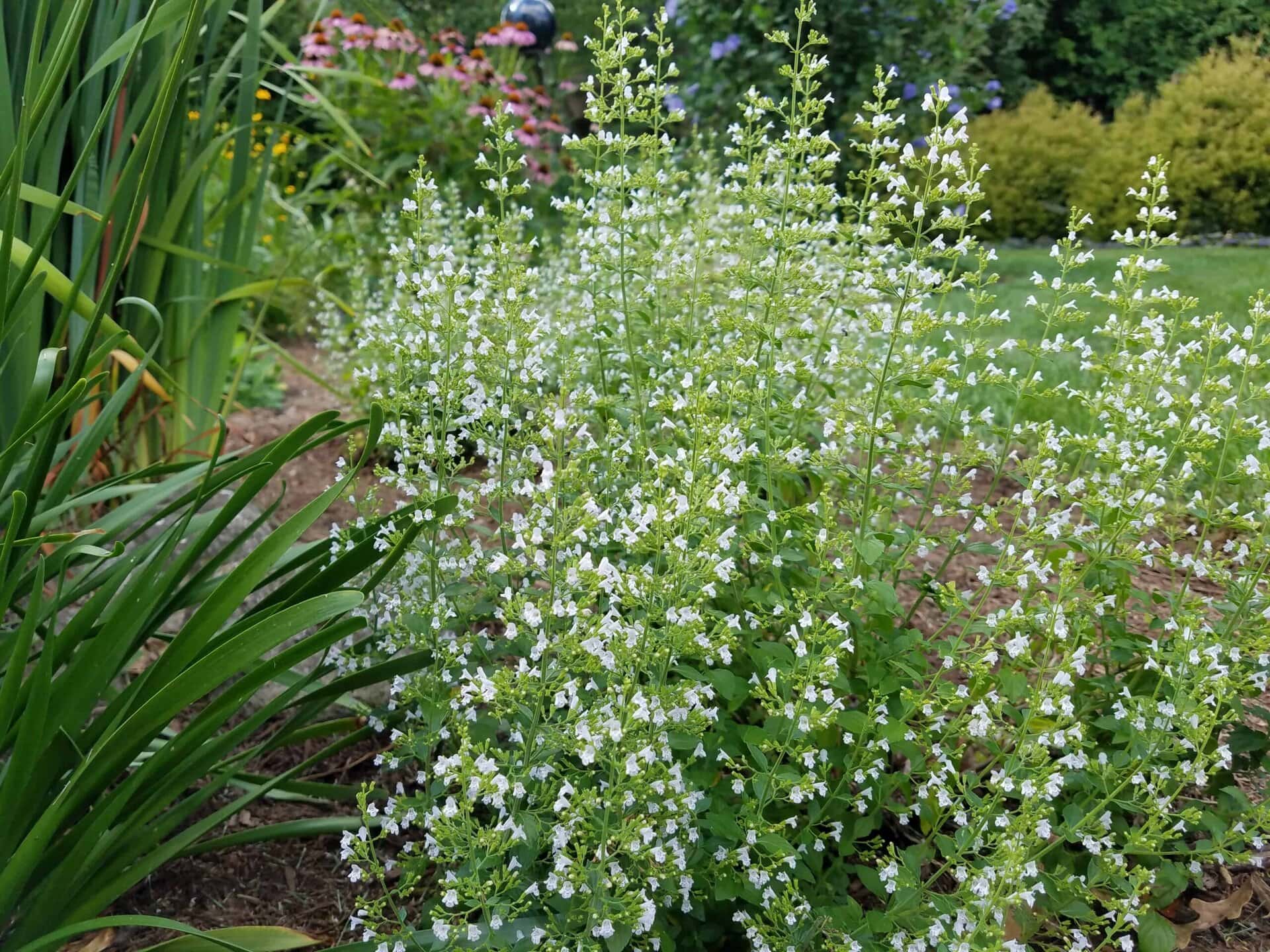 A garden bed with tall green plants topped with clusters of small white flowers, bordered by other green foliage and colorful flowers in the background.