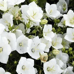 A cluster of white bell-shaped flowers with yellow centers and green buds surrounded by green leaves.