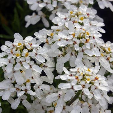 Close-up of clusters of small white flowers with yellow centers, covered in water droplets. Green foliage is visible in the background.